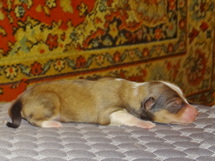 puppies