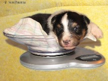puppies