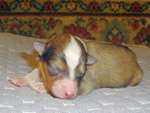 puppies