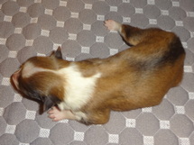 puppies