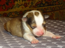 puppies