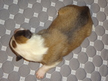 puppies
