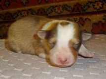 puppies