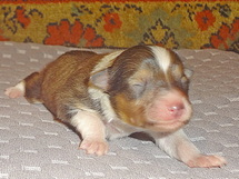 puppies