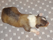 puppies