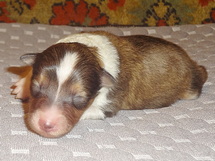 puppies