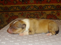 puppies