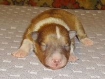 puppies