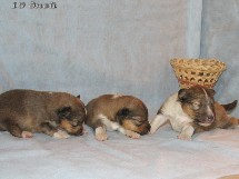 puppies