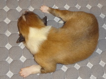 puppies