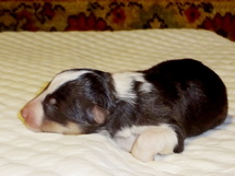 puppies