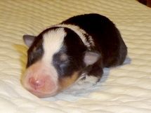 puppies