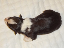 puppies