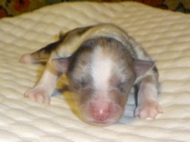 puppies