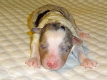 puppies
