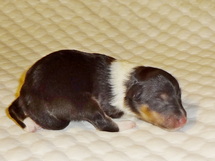 puppies