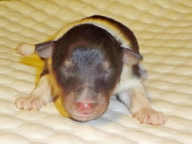 puppies
