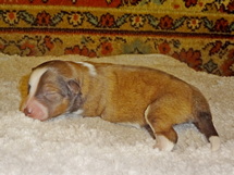 puppies