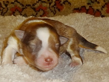 puppies