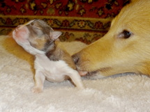 puppies