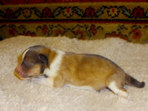 puppies
