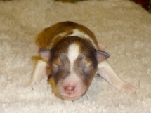 puppies