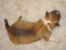 puppies