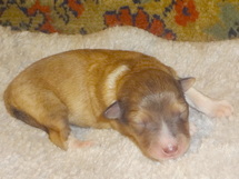 puppies