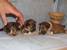 puppies