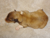 puppies