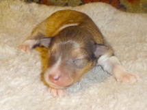 puppies