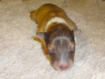 puppies