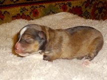 puppies
