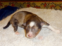 puppies