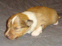puppies