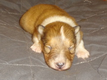 puppies