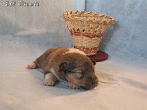 puppies