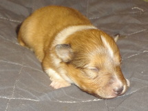 puppies