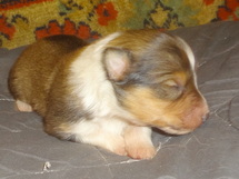 puppies