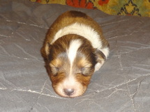 puppies