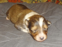puppies