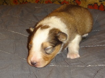 puppies