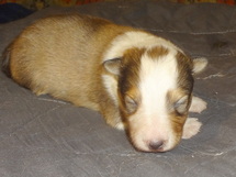 puppies