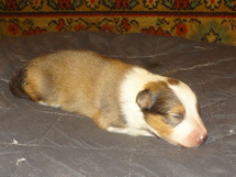 puppies