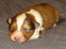 puppies