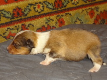 puppies