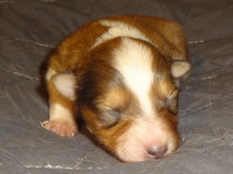 puppies