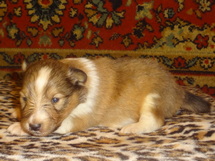 puppies