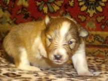 puppies