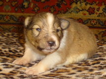 puppies
